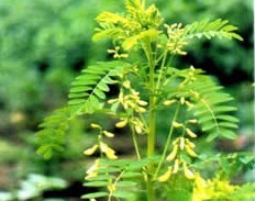 Astragalus membranaceus ( Fish ) Bunge var. Mongholicus (Bunge) Hsiao