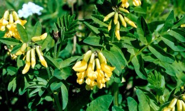 Astragalus propinquus Schischkin