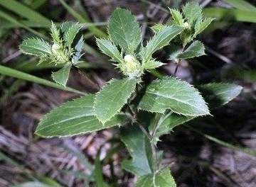 Atractylodes lancea (Thunb.) DC.