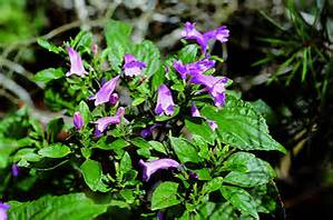 Baphicacanthus cusia