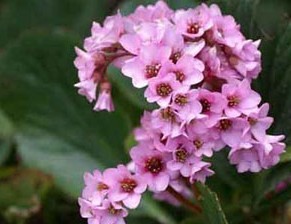 Bergenia purpurascens Engl.