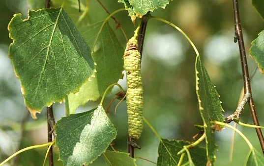 Betula alba L.