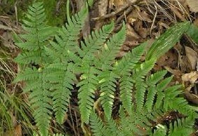 Blechnum orientale Linn.