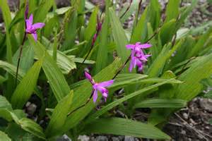 Bletilla striata