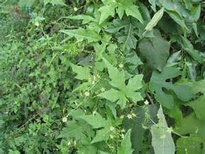 Bolbostemma paniculatum (Maxim.) Franquet