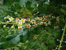 Boswellia carterii Birdw.