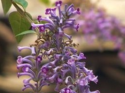 Buddleja lindleyana Fort.