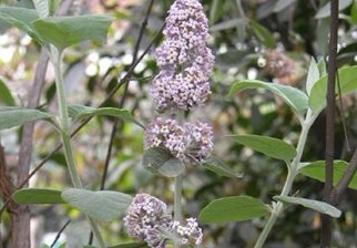 Buddleja officinalis Maxim.