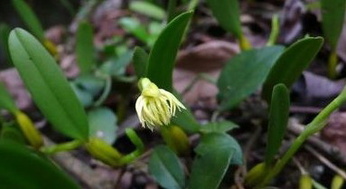 Bulbophyllum odoratissimum