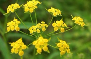 Bupleurum chinense DC.