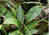 Bupleurum longibrachiatum Turcz.