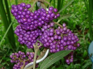 Callicarpa bodinieri Levl.