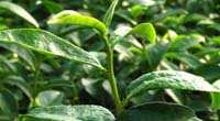 Camellia sinensis (L.) O. Kuntze.