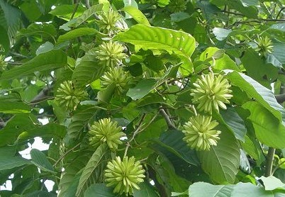 Camptotheca acuminata Decne.