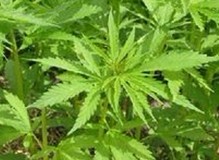 Cannabis sativa L.