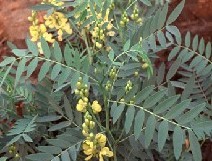 Cassia angutifolia Vahl.