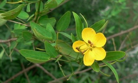 Cassia bicapsulafis Linn.