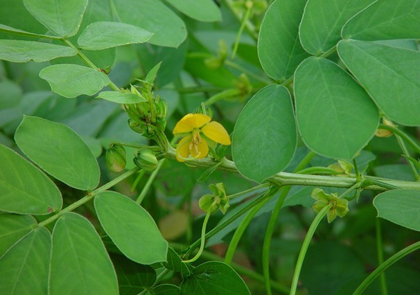 Cassia tora Linn.