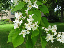 Catalpa ovata G.Don