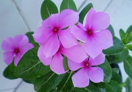 Catharanthus roseus (L.) Don