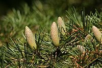 Cedrus deodara