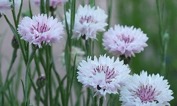 Centaurea cyanus Linn.