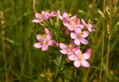 Centaurium meyeri (Bunge) Druce