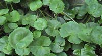 Centella asiatica (L.) Urban