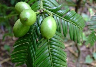 Cephalotaxus fortunei Hook. f.