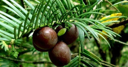 Cephalotaxus sinensis (Rehd. et Wils.) Li