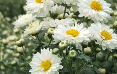 Chrysanthemum morifolium