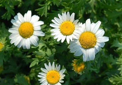 Chrysanthemum parthenium