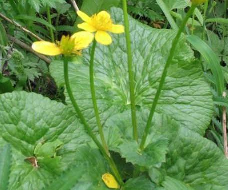 Cimicifuga heracleifolia Kom.