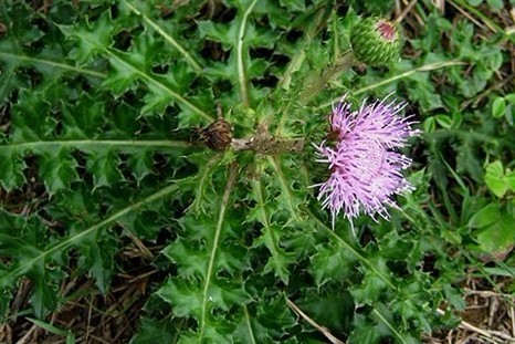 Cirsium japonicum DC.