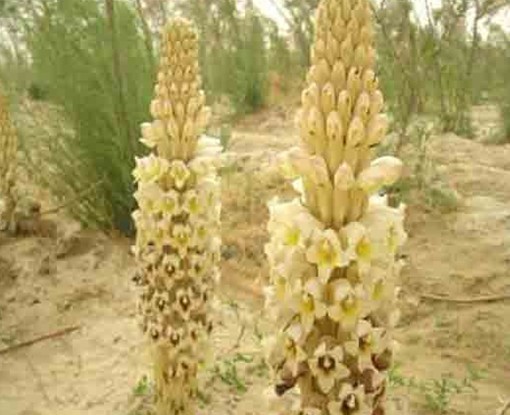 Cistanche deserticola Ma