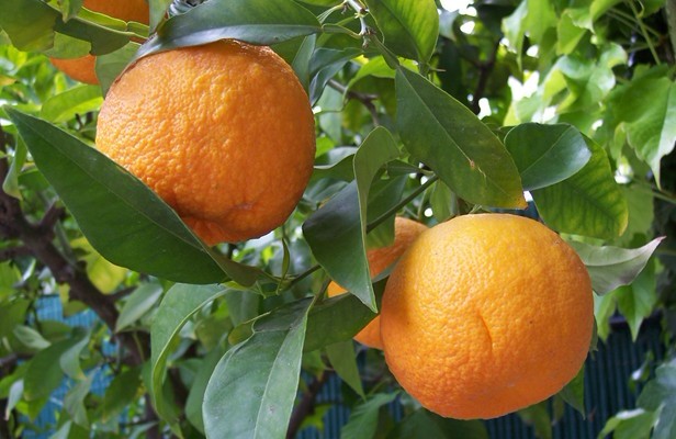 Citrus aurantium L.