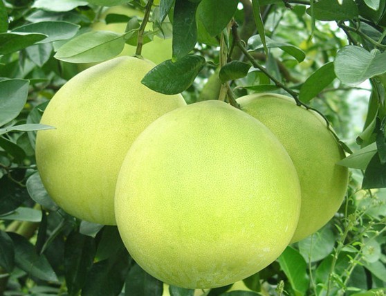 Citrus grandis (L.) Osbeck