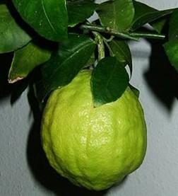 Citrus medica L.