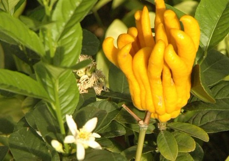 Citrus medica L. var. sarcodactylis Swingle