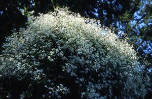 Clematis chinensis