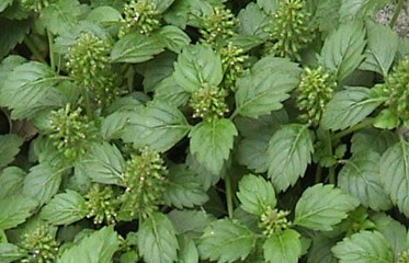 Clinopodium gracile (Benth.) Matsum.