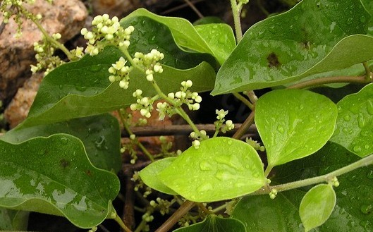 Cocculus orbiculatus (L.) DC.