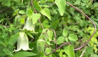 Codonopsis pilosula (Franch.) Nannf.