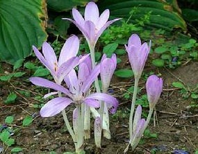 Colchicum autumnale L.