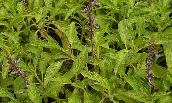 Coleus forskolin (Willd.) Briq.