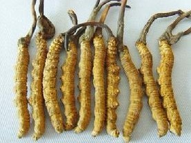 Cordyceps sienesis (Berkeley) Saccardo