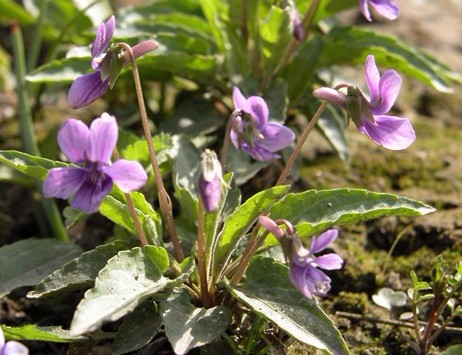 Corydalis bungeana Turcz.