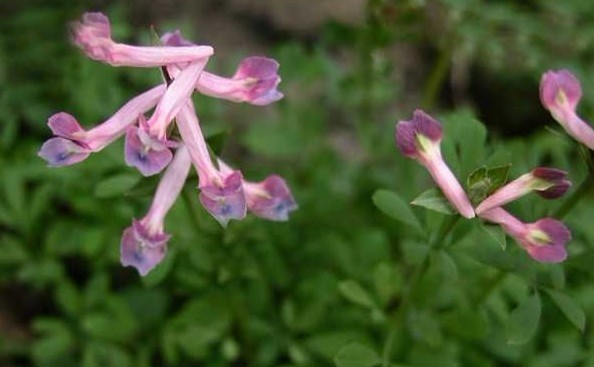 Corydalis decumbens (Thunb.) Pers.