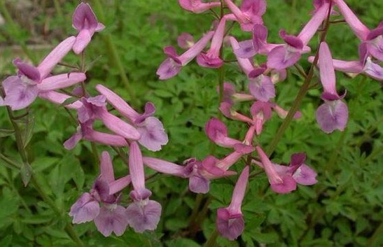 Corydalis edulis Maxim.