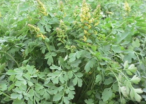 Corydalis saxicola Bunting